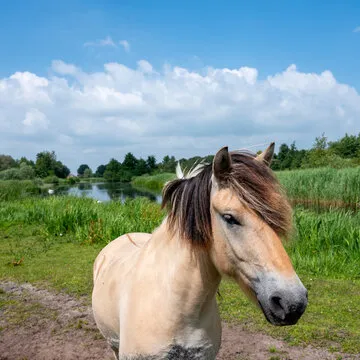 王宇